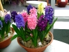 hyacinten-maart-2011-139