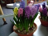 hyacinten-maart-2011-140