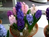 hyacinten-maart-2011-143
