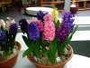 hyacinten-maart-2011-155