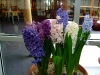 hyacinten-maart-2011-159