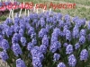 Herschaalde kopie van -2-05-108- snij hyacint