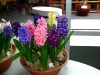 hyacinten-maart-2011-137