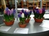 hyacinten-maart-2011-145