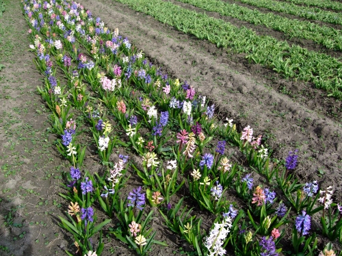 Herschaalde kopie van Hyacinten Buiten 2011 015