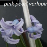 Pink Pearl Mutatie