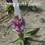 Licht paarse Pink Pearl mutatie
